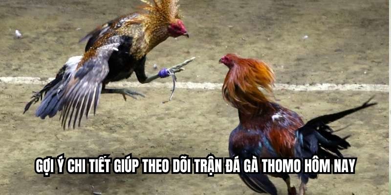 Gợi ý chi tiết giúp theo dõi trận đá gà thomo hôm nay