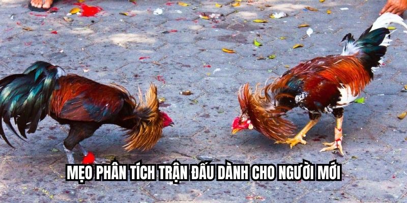 Mẹo phân tích trận đấu dành cho người mới